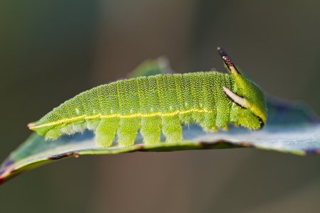 Lapinio imperatoriaus drugio (Charaxes jasius) vikšras iš viršaus atrodo tarsi lapo paviršius su medinėmis ataugėlėmis 