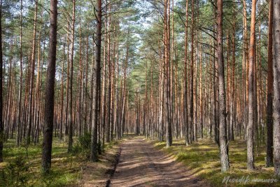 Dainavos apygardos partizanų kovų takai