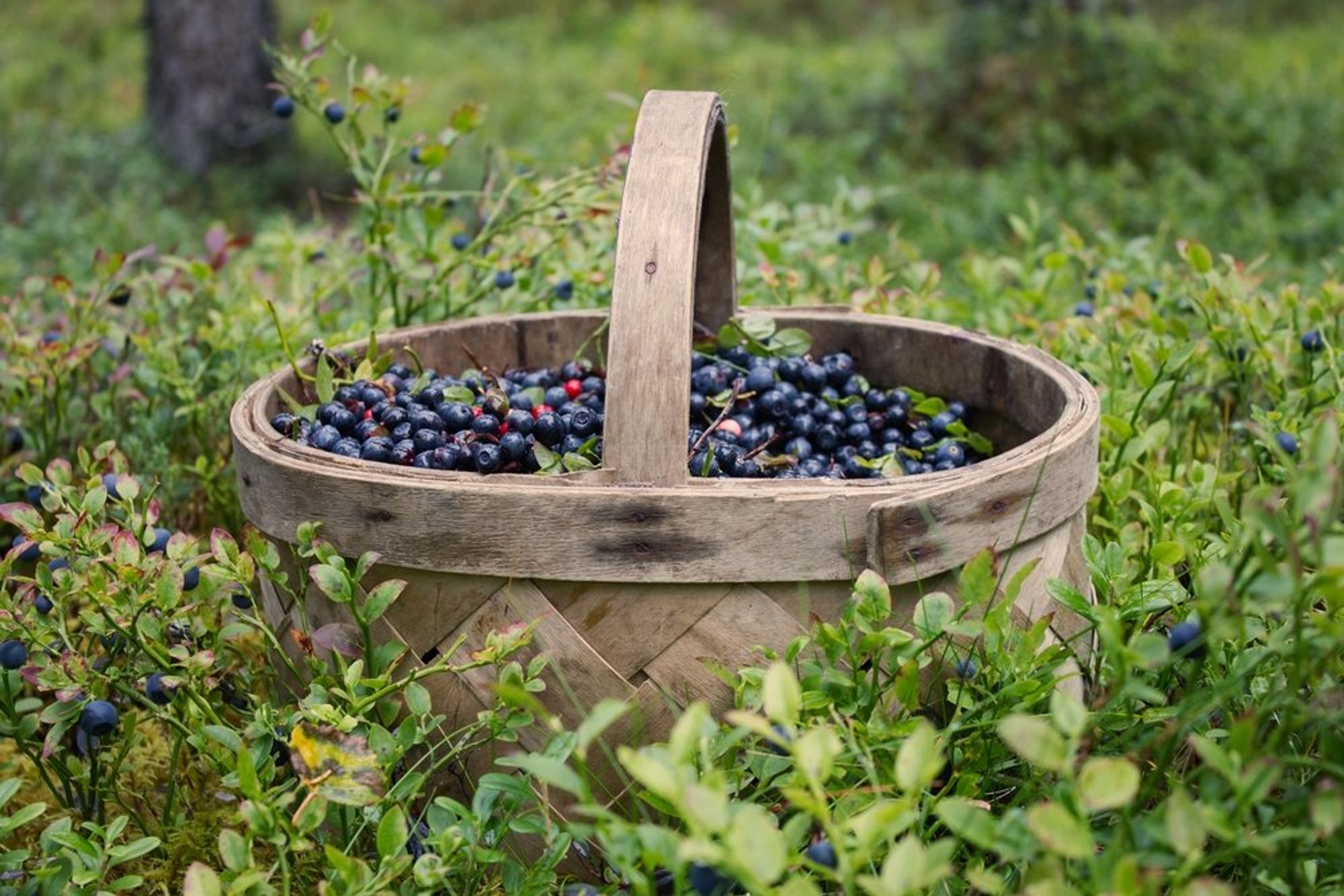 Finland faces critical shortage of berry pickers; diligent workers can earn up to 4,500 euros