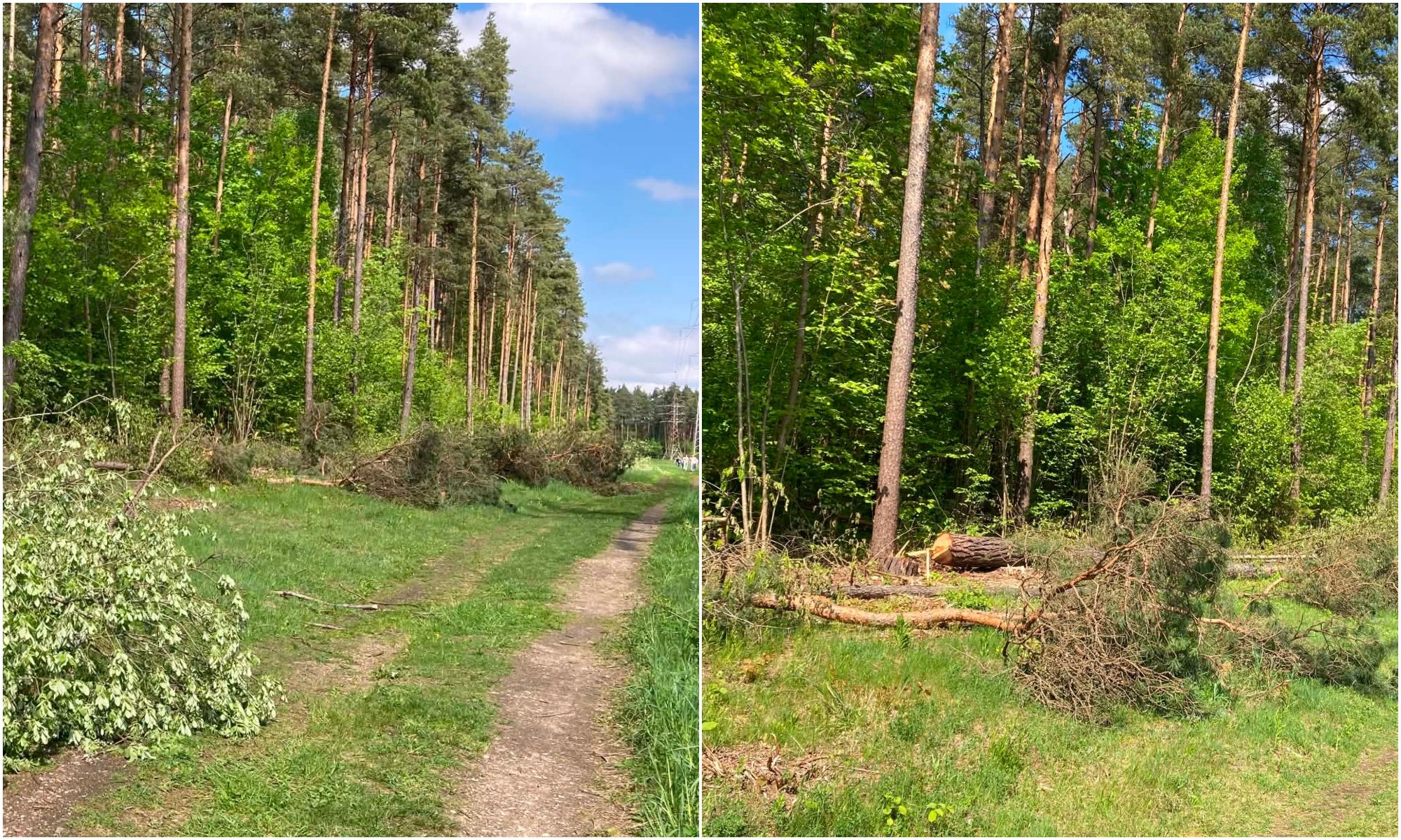 Residents protest tree cutting in Lithuania's Bukčiai Forest