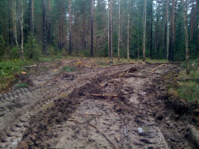 Prie grybų mažėjimo prisideda miško paklotę suardantys miškovežiai