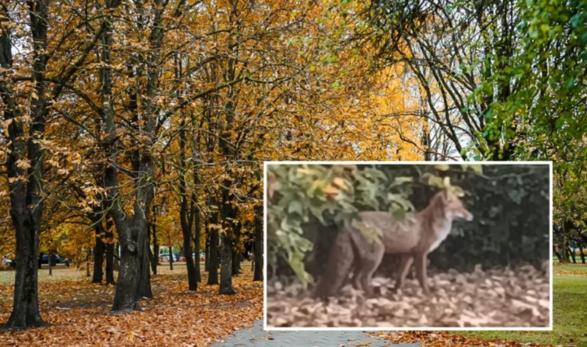 Gyvūnai atklysta į miestą ir netrukus patys išeina, todėl jokie veiksmai paprastai nėra būtini