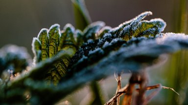 Grėsmė daržams ir gėlėms: meteorologai perspėja apie smarkias šalnas