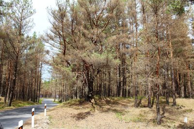 Miškai Kuršių nerijoje