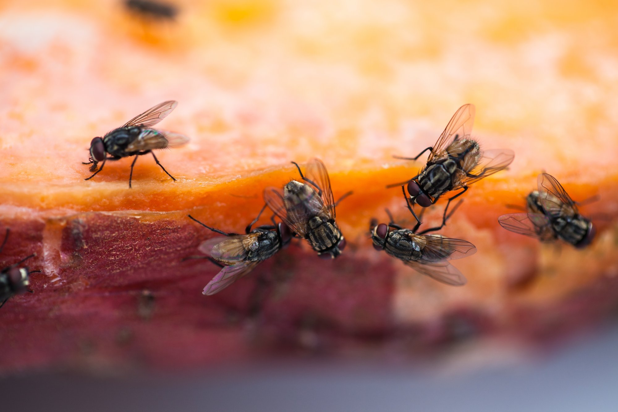 Борьба с мухами. Мухи в доме. Как мухи попадают в дом осенью. Туалетные мухи на даче. Навозная муха желтая.