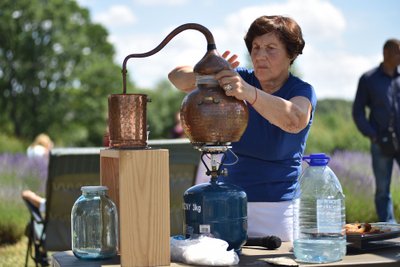 Levandų festivalis