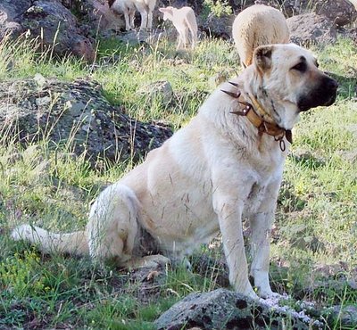 Kangalas (Turkijos aviganis) (CC-SA/ Aburk Sabuk nuotr.)