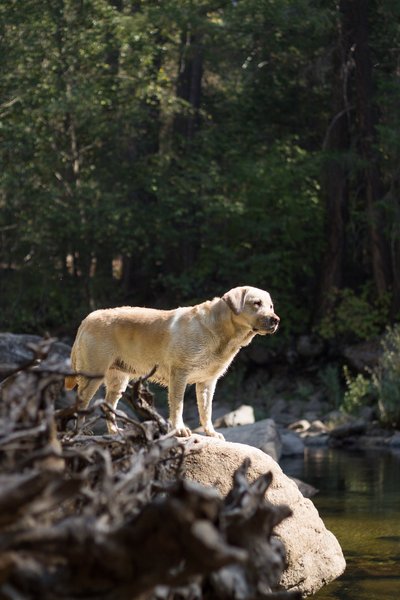 „Mokau ir mokausi kasdien“, – prisipažįsta Labradoro retriverės Amber šeimininkė