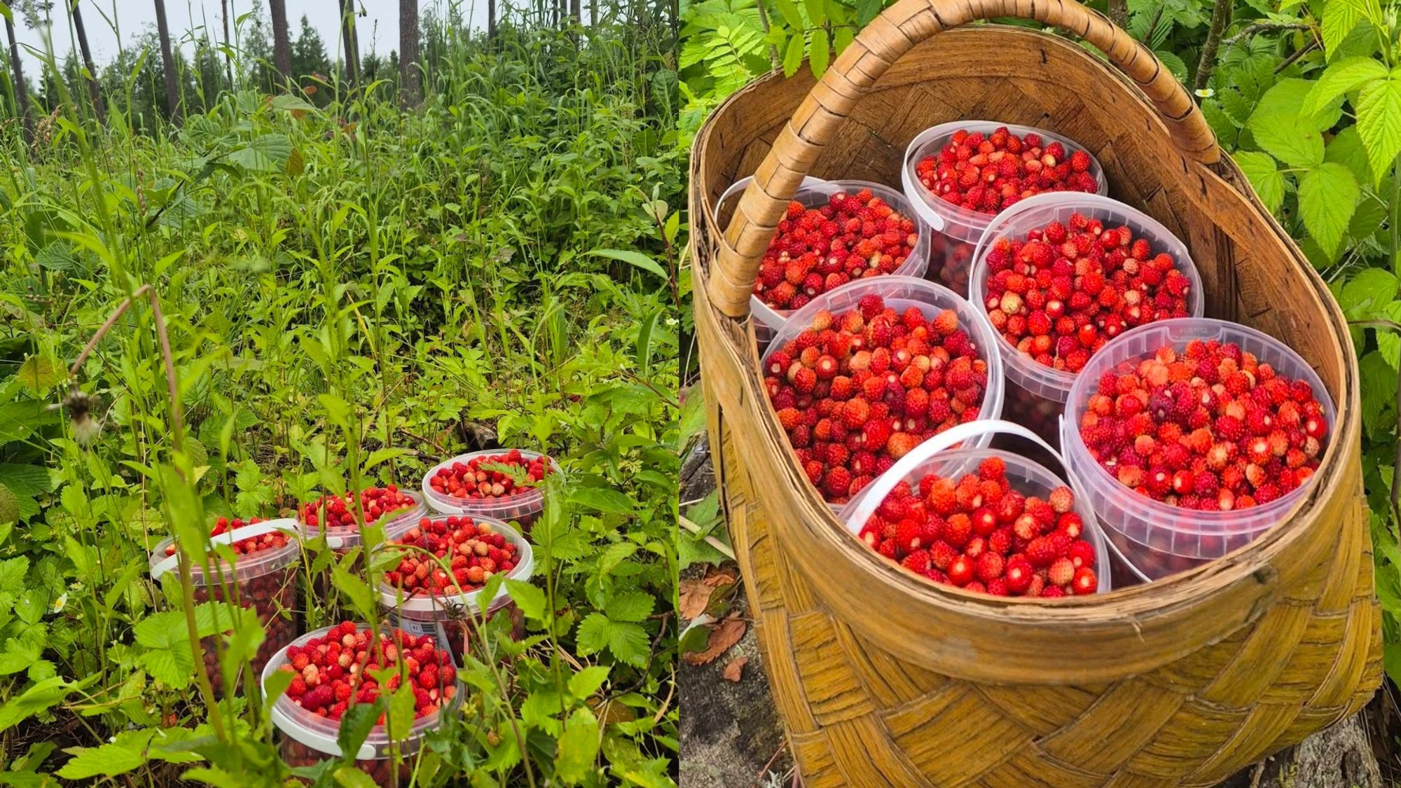 First wild strawberries appear in Lithuania; seller shares prices and buyer reactions