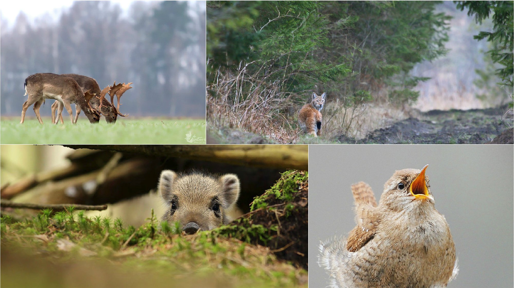Gamtos dienoraštis: išsipildė didžiausia gamtos fotografo svajonė ...