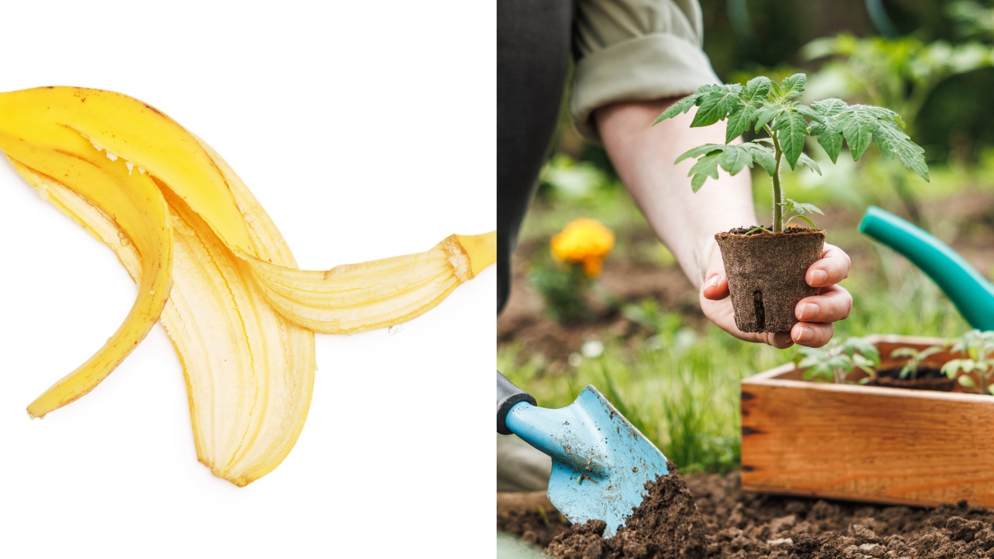 Banana Peels: An Indispensable Garden Helper for Fertilizing