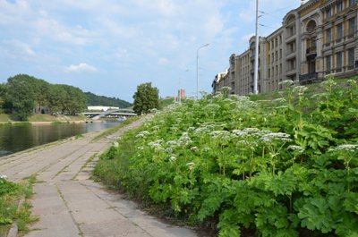 Sosnovskio barščiai pačiame Vilniaus centre/ Mykolo nuotr.