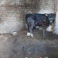 Inspektoriai ūkyje aptiko kraupų vaizdą: gyvuliai laikyti itin žiauriomis sąlygomis