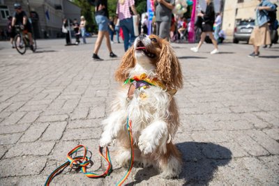 LGBT bendruomenės eitynės "LT Pride" 2024