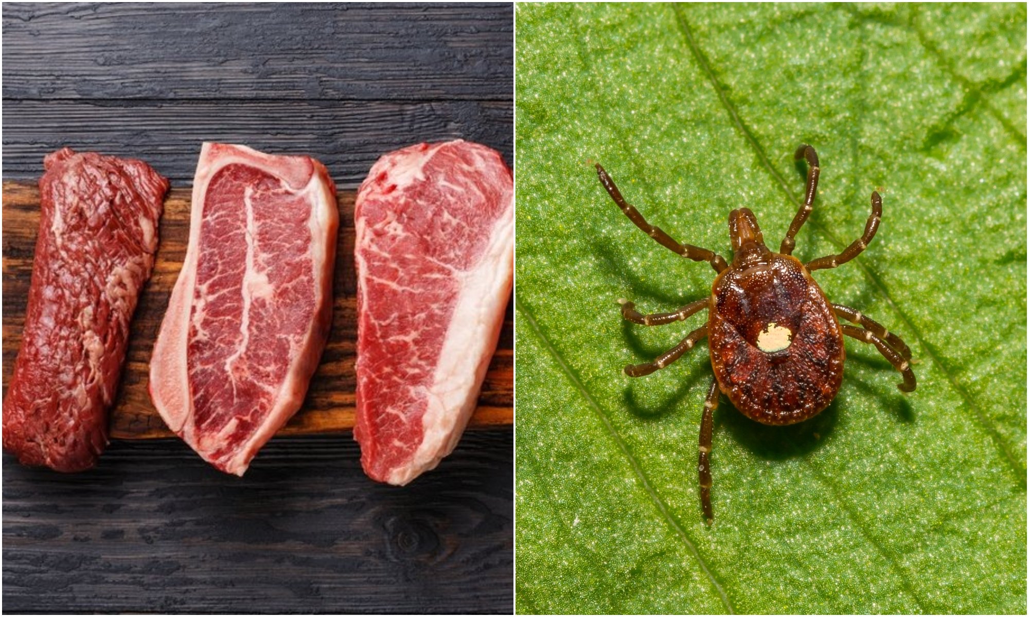 Dangerous tick species spreading rapidly, causes red meat allergy