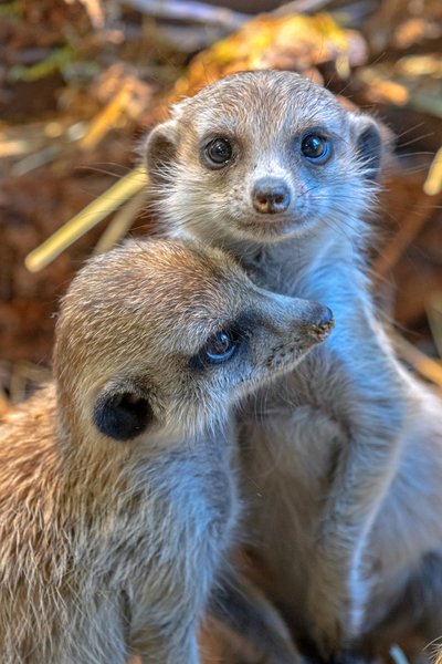 „Ogmios miesto“ zoologijos sodas „Zoopark“