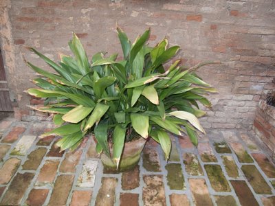 Aukštoji aspidistra