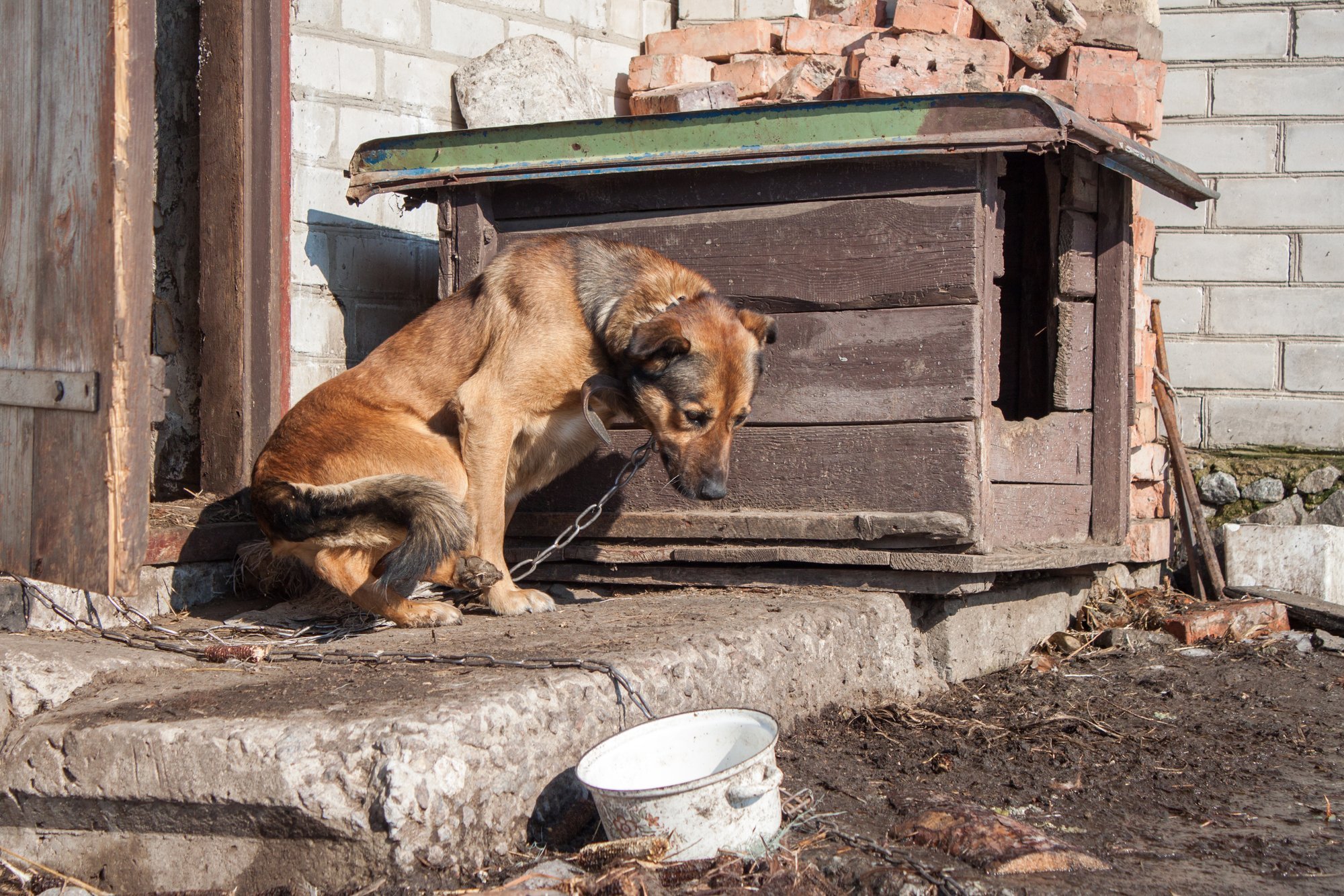 Lithuania Proposes Stricter Animal Welfare Laws, Including Breeding Rules