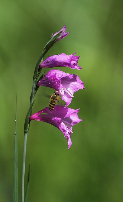 Drėgnuose lapuotynuose žydi retas ir saugomas augalas – paprastasis kardelis