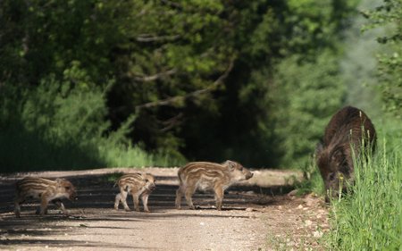 Lietuvos miškininkystės modelis remiasi biologinės įvairovės išsaugojimu