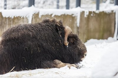 Praėjus 16 metų po tragiškos nelaimės zoologijos sode, čia vėl galima išvysti avijaučius