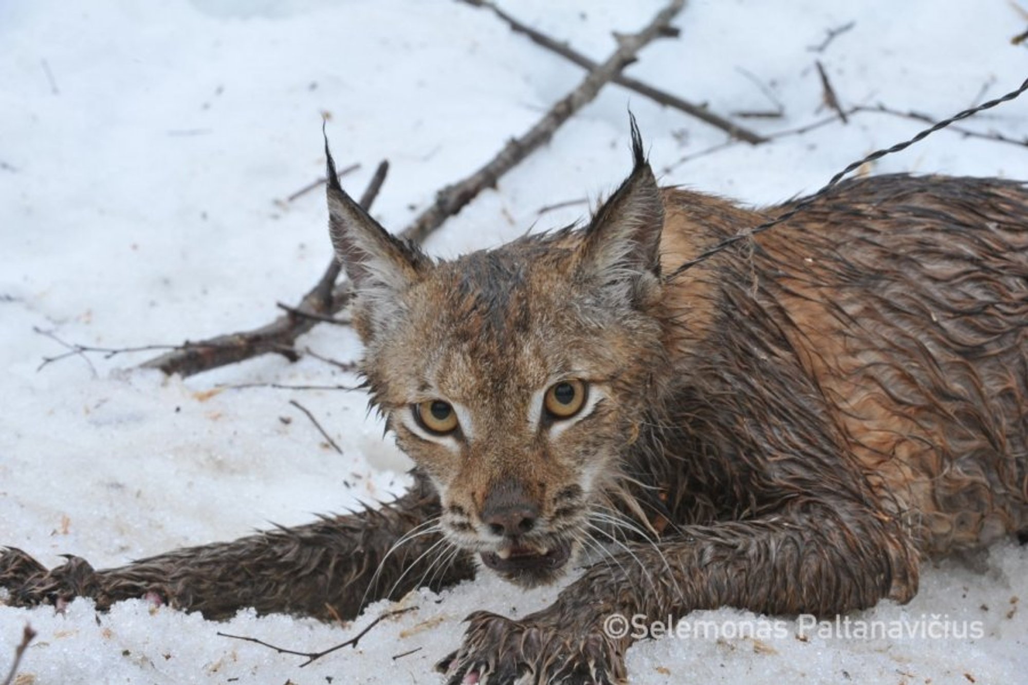 Рысь в агалатово. Спасли рысь. Рысь в нягани. Лиса под рысь. Рысь фотоловушка.