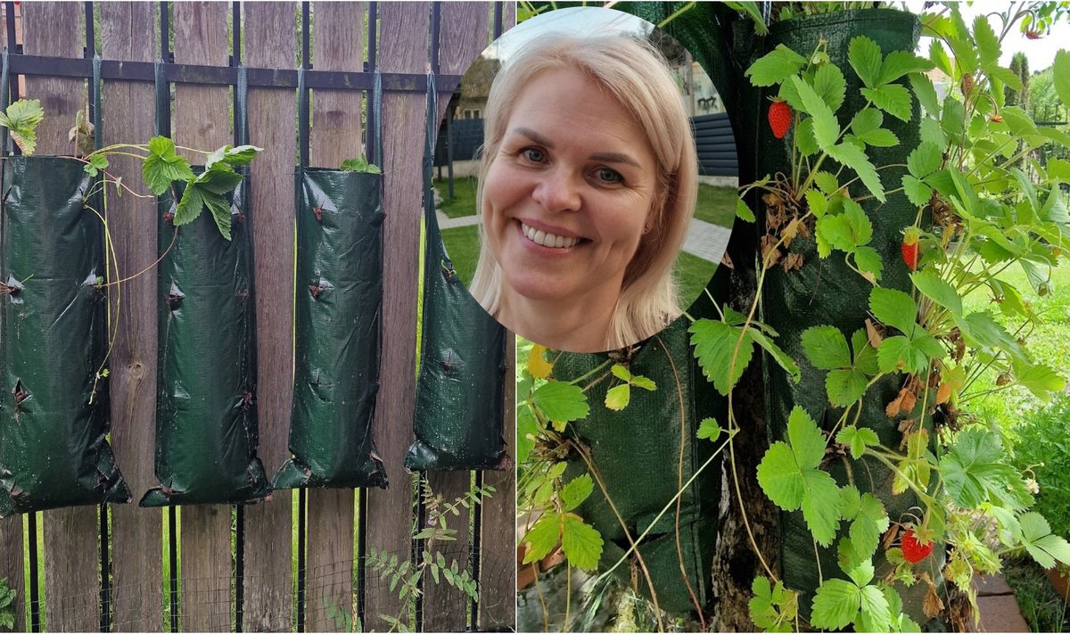 Vaivos žemuogės maišuose