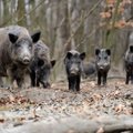 Prasidedanti medžioklė su varovais grasina naujais afrikinio kiaulių maro atvejais: ko negalima pamiršti?  