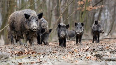 Prasidedanti medžioklė su varovais grasina naujais afrikinio kiaulių maro atvejais: ko negalima pamiršti?  