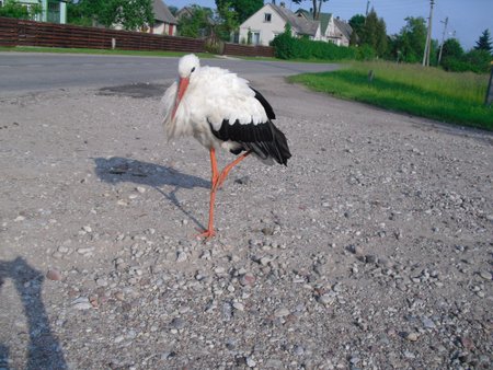 Šiluvos klajokliu pramintas gandras