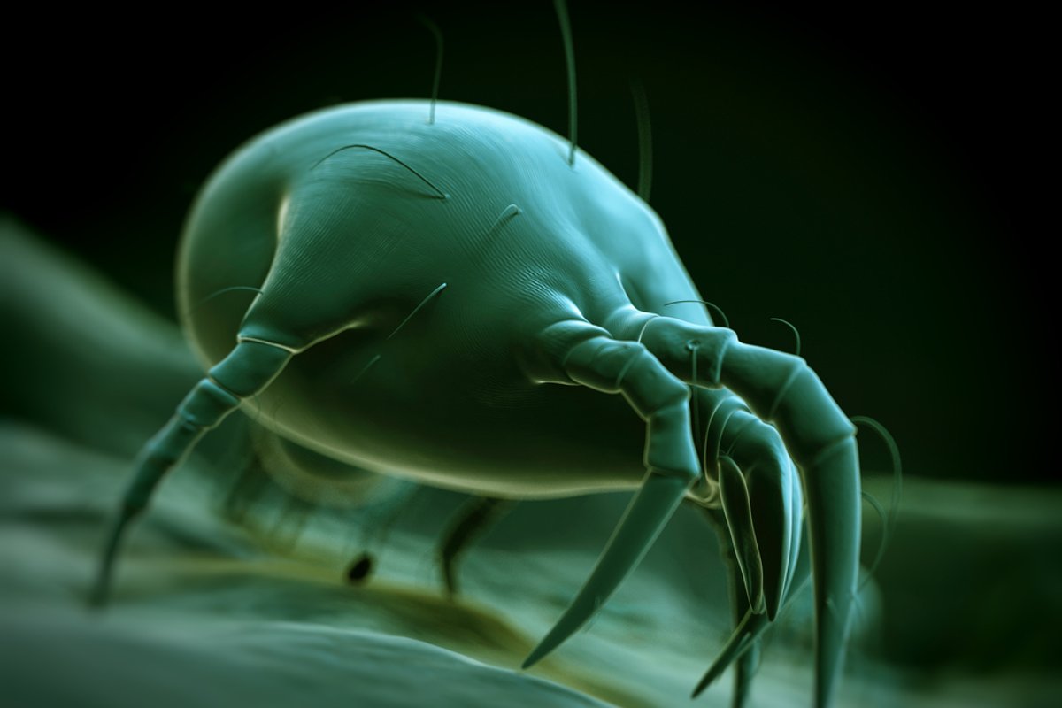 Erke Insect Dulkių erkės: ar žinote, su kuo dalinatės savo lova? - Delfi gyvenimas