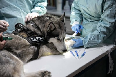 Jakovo veterinarijos klinika, asociatyvi nuotr.