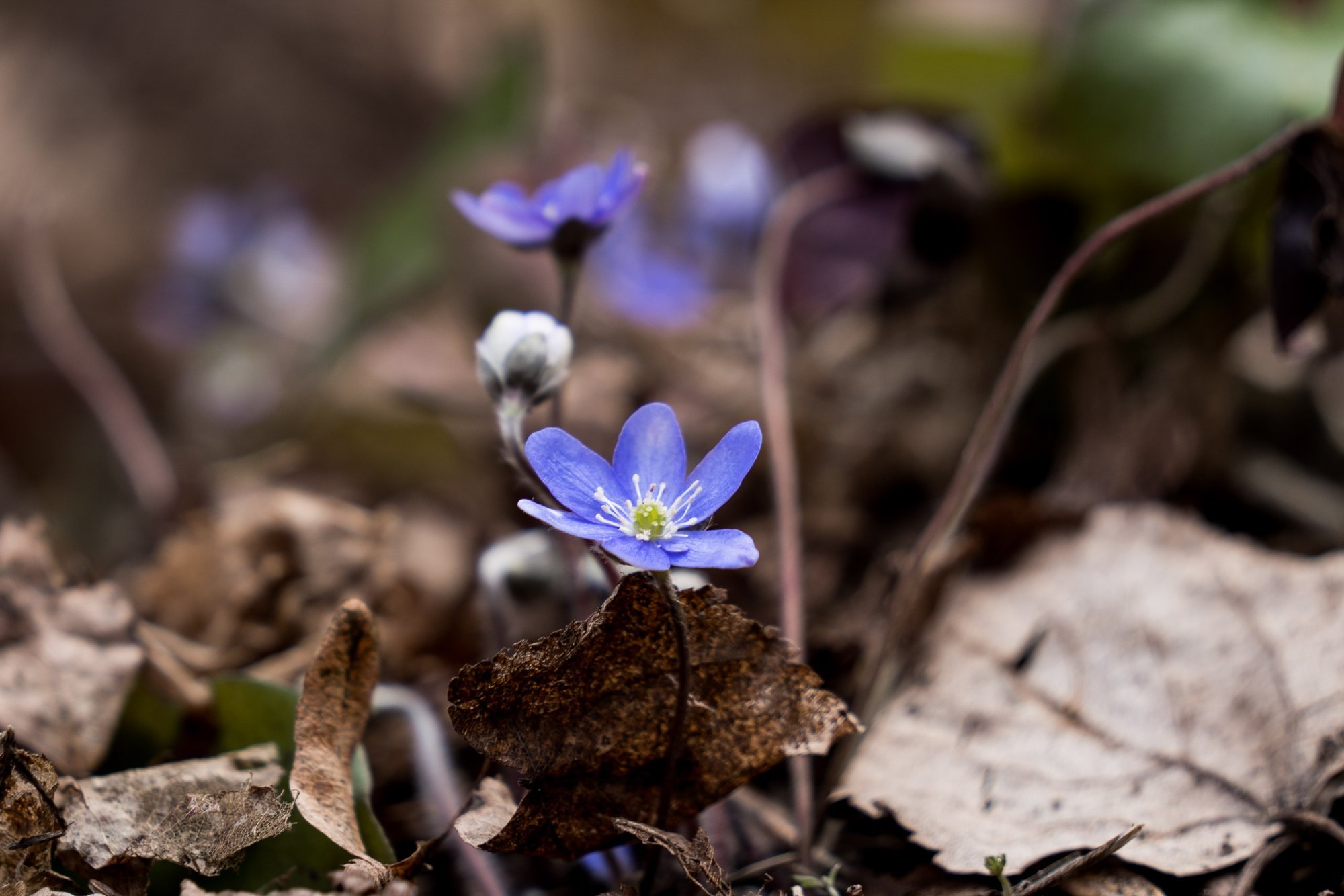 Astrologės Lolitos horoskopas savaitei (kovo 23-29 d.): gilių išgyvenimų savaitė