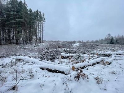 Iškirstas miškas Molėtų rajone