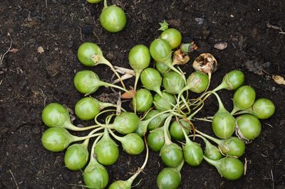 VDU Botanikos sode pražydo mandragora