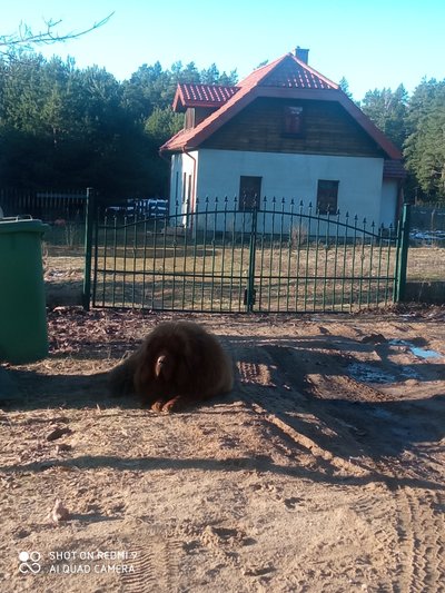 Šuo sukandžiojo mamą ir mažametę