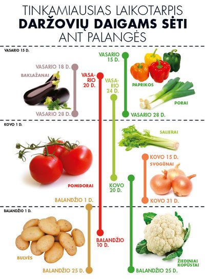 Daržovių daigų sodinimo kalendorius
