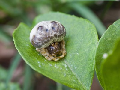 Voras Bola susigūžęs ant lapo šaltą dieną