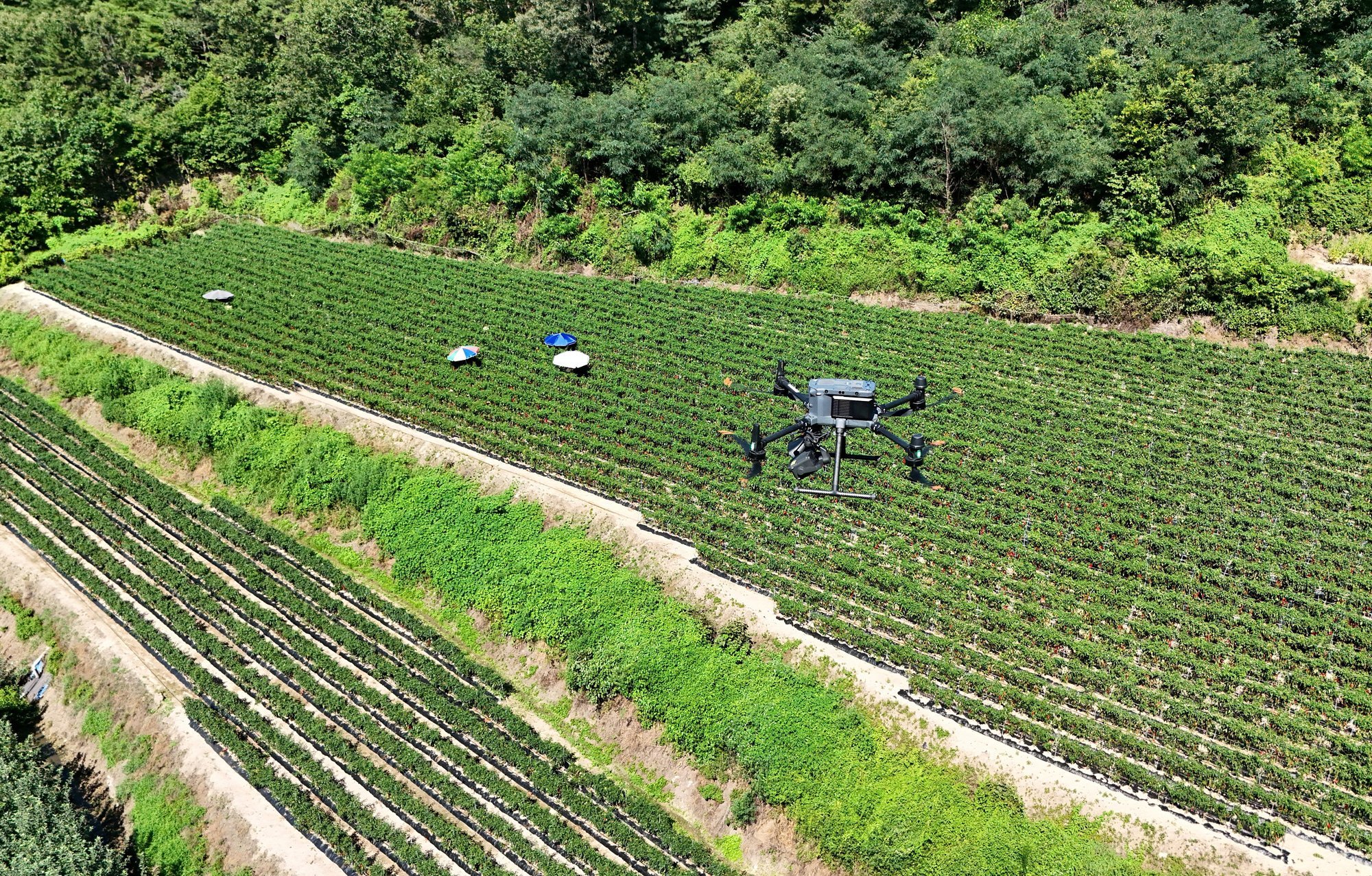 South Korea's record heat spoils potato crops, farmers lament unprecedented damage