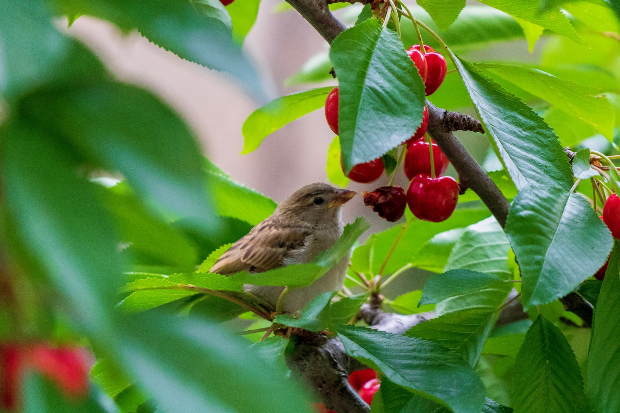 Experienced gardeners' trick: A simple kitchen item protects cherries and plums from birds