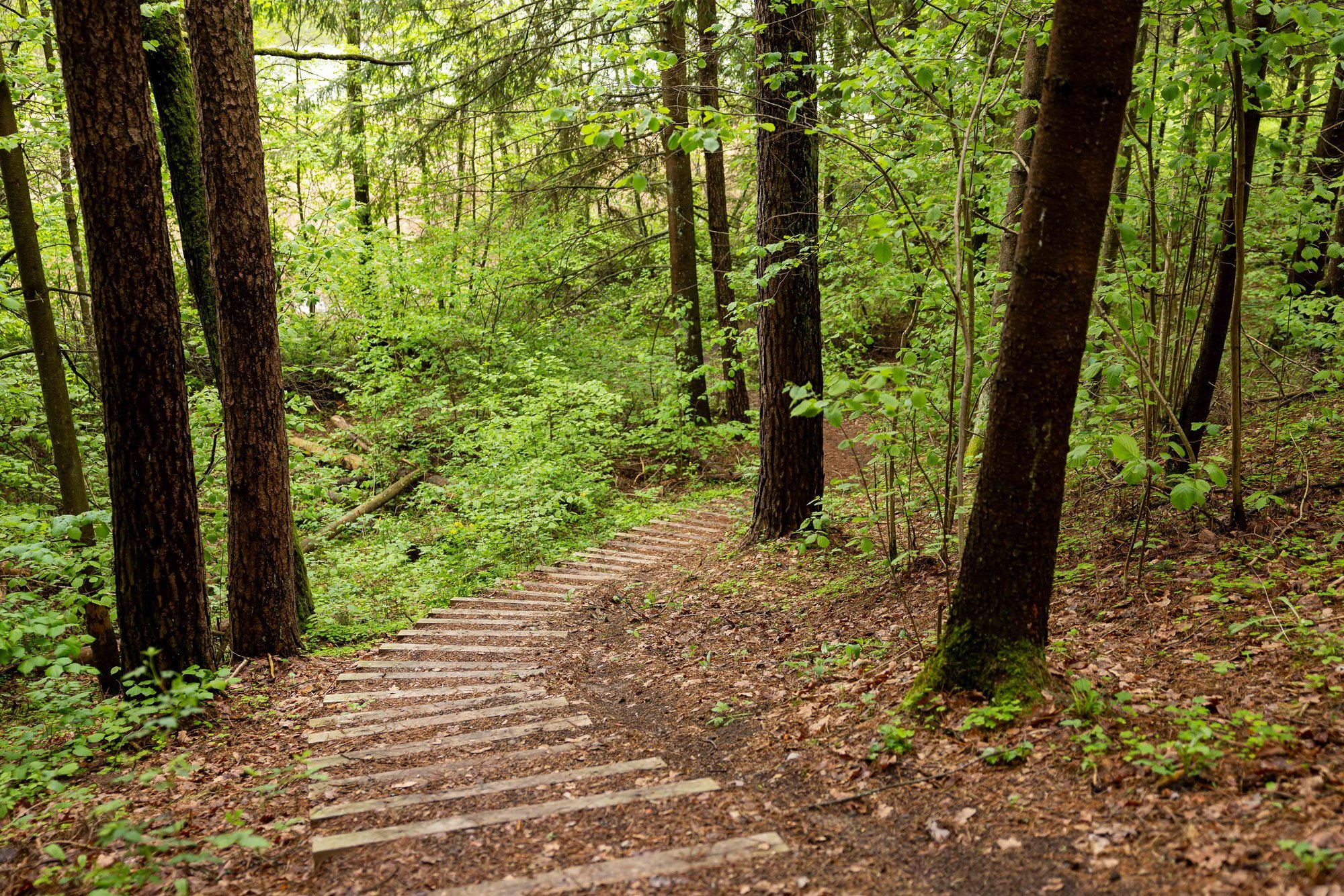 Lithuania Will Not Reach 2030 Forest Cover Target, Audit Office Warns