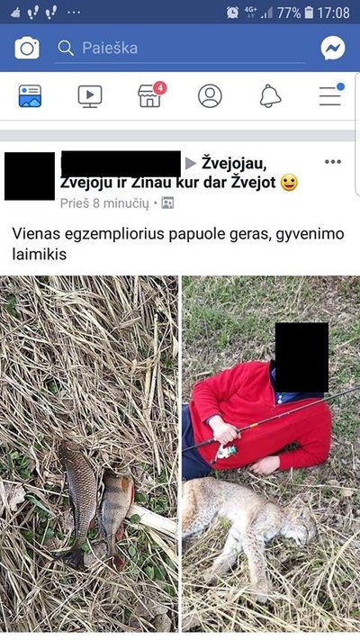 Lūšių medžioklė Lietuvoje daudžiama 