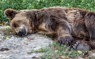 Zoologijos sodas prisimins rudasias meškas - Lietuvoje išnykusius gyvūnus