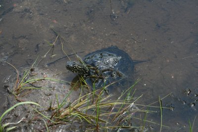 Į gamtą paleidžiamas balinis vėžliukas. D. Rakauskaitės nuotr. 