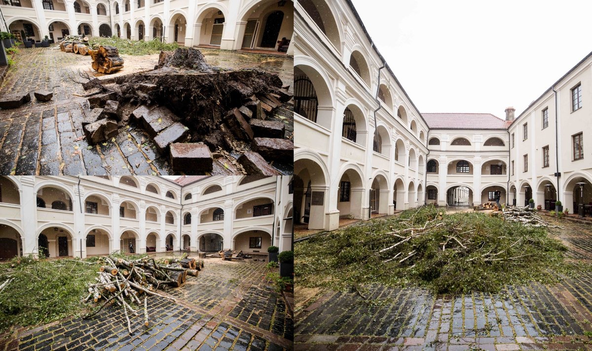 VU Alumnato kieme audros suniokotas beržas