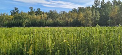 Valstybinių miškų urėdijos nuotr.