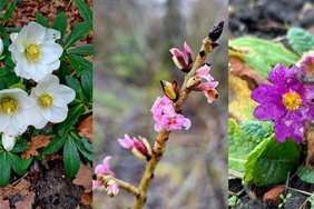 Gyventojus stebina gamtos anomalijos – nors jau kalendorinė žiema, lyg niekur nieko žydi gėlės