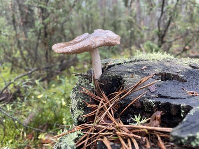 Grybavimas Lenkijoje