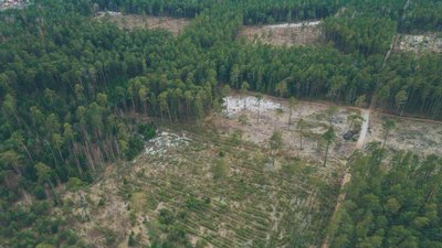 Šernų miško kirtimai. Dalios Kiseliūnaitės nuotraukos