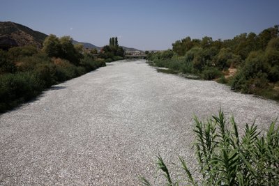 Negyvos žuvys Graikijos Volos uoste